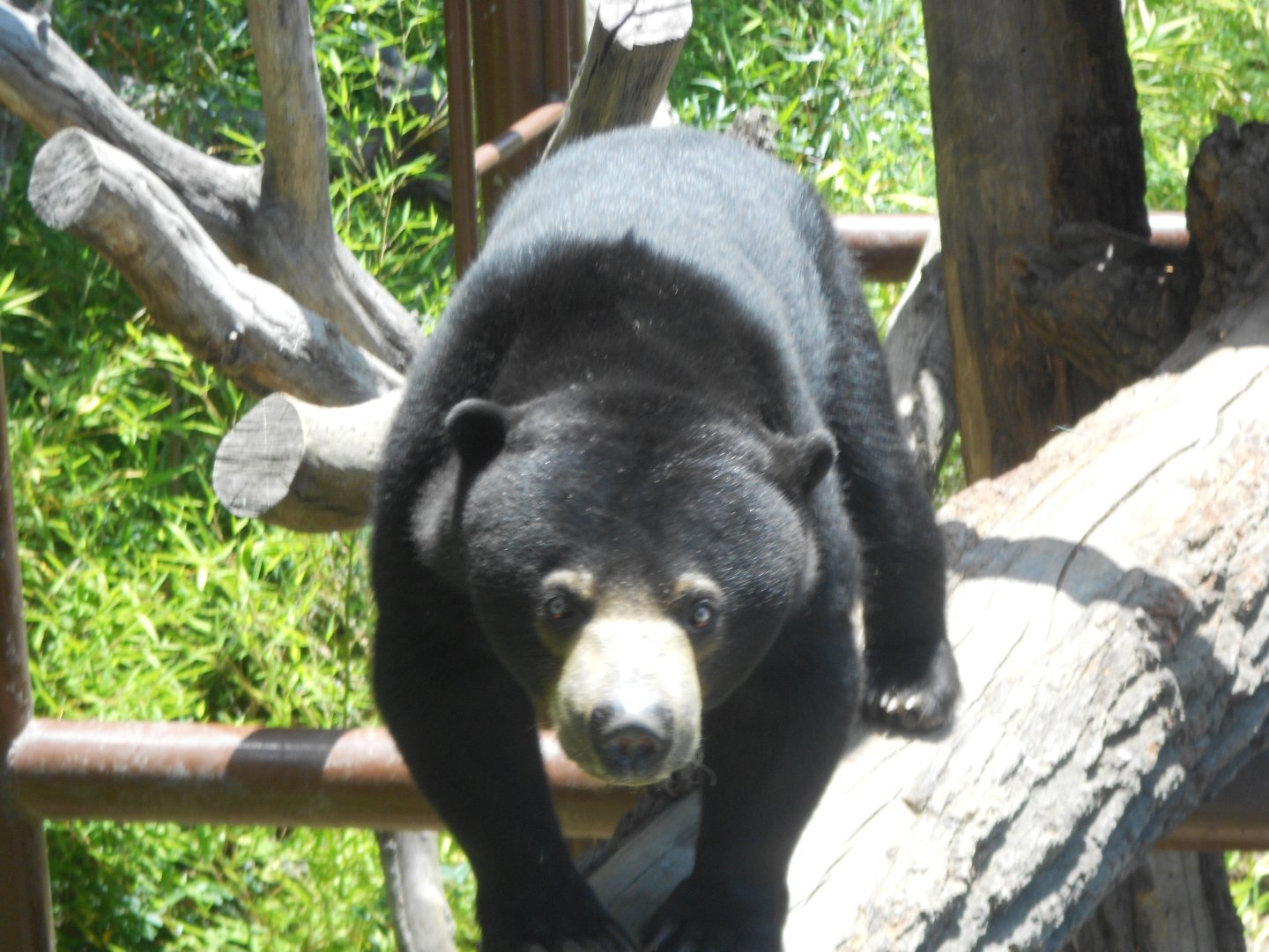 Bornean sun bear