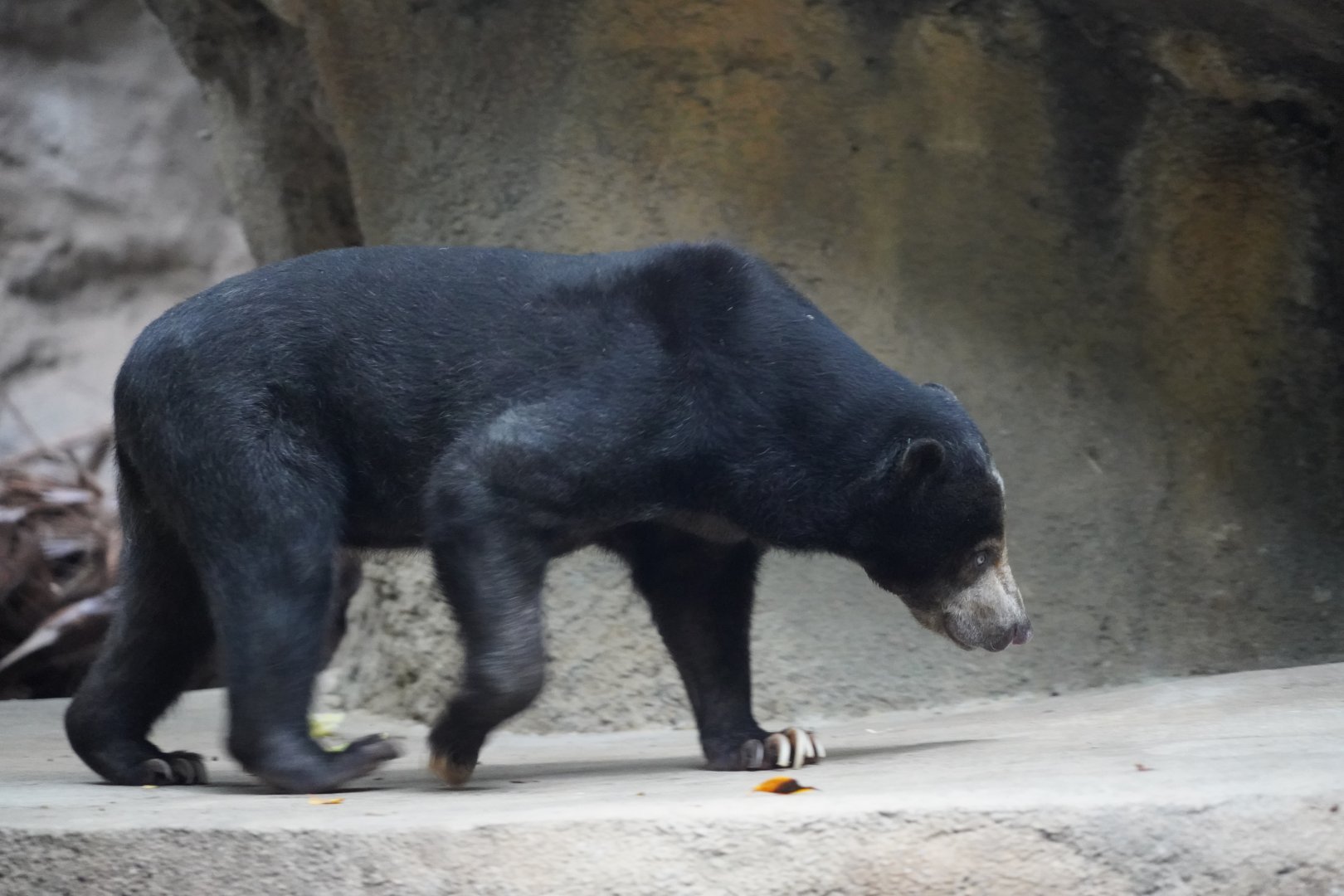 Bornean sun bear