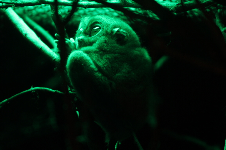 Bornean tarsier (Cephalopachus bancanus borneanus)