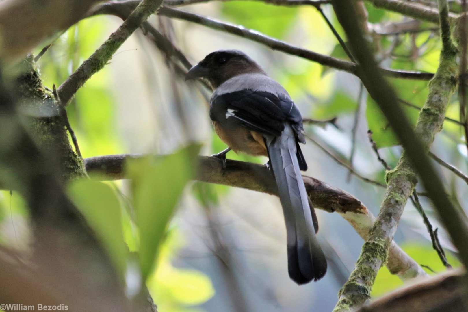 Bornean Treepie - Mount Kinabalu