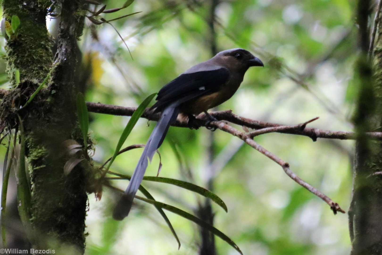 Bornean Treepie - Mount Kinabalu