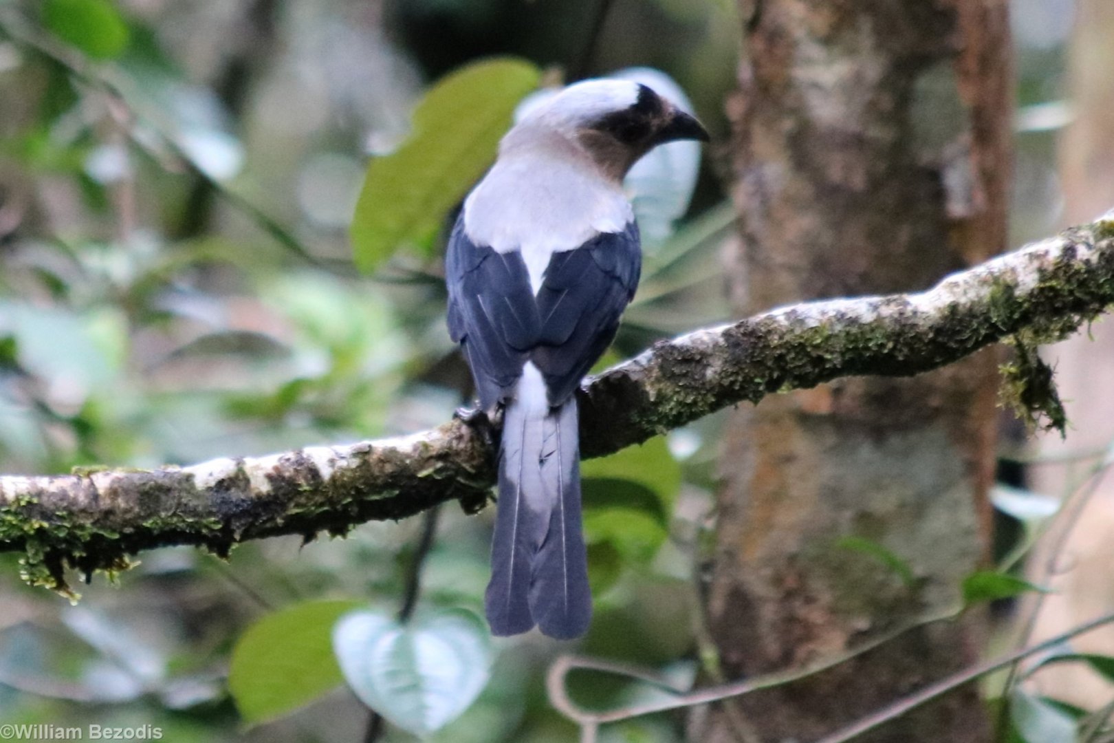 Bornean Treepie - Mount Kinabalu