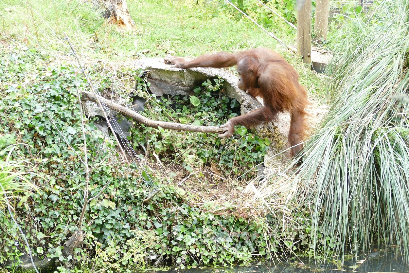 Bornean vandal, July 2020