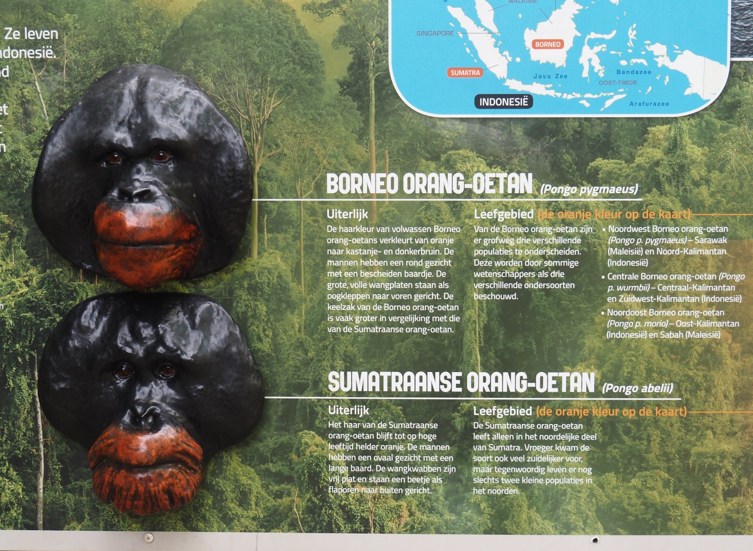 Bornean versus Sumatran orangutan males comparison with face models, 2024-08-18