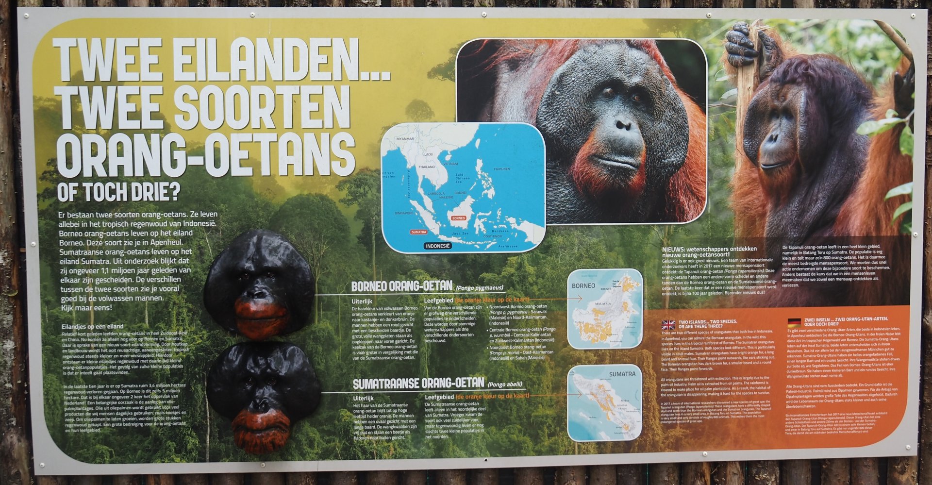 Bornean versus Sumatran orangutan signage, 2024-08-18