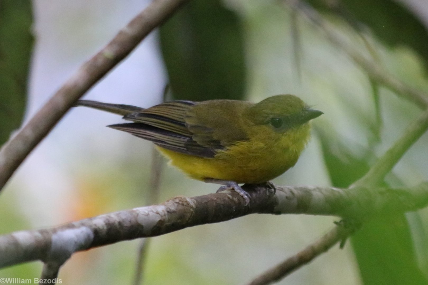 Bornean Whistler - Mount Kinabalu