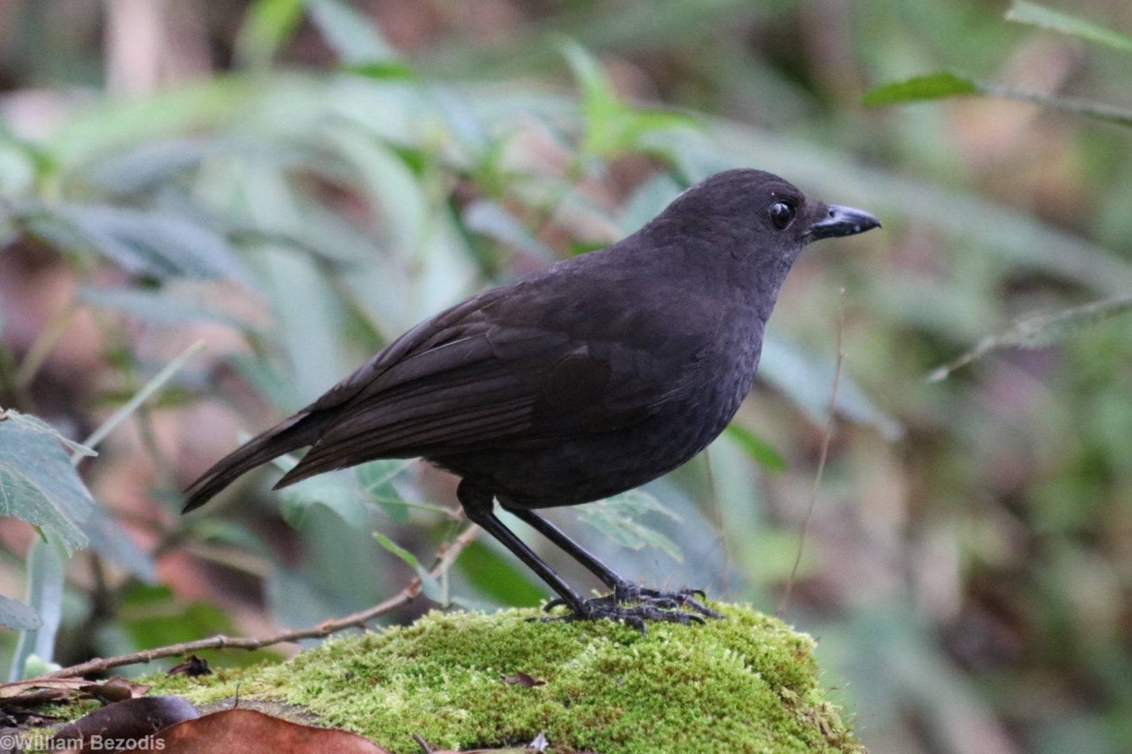 Bornean Whistling-thrush - Mount Kinabalu