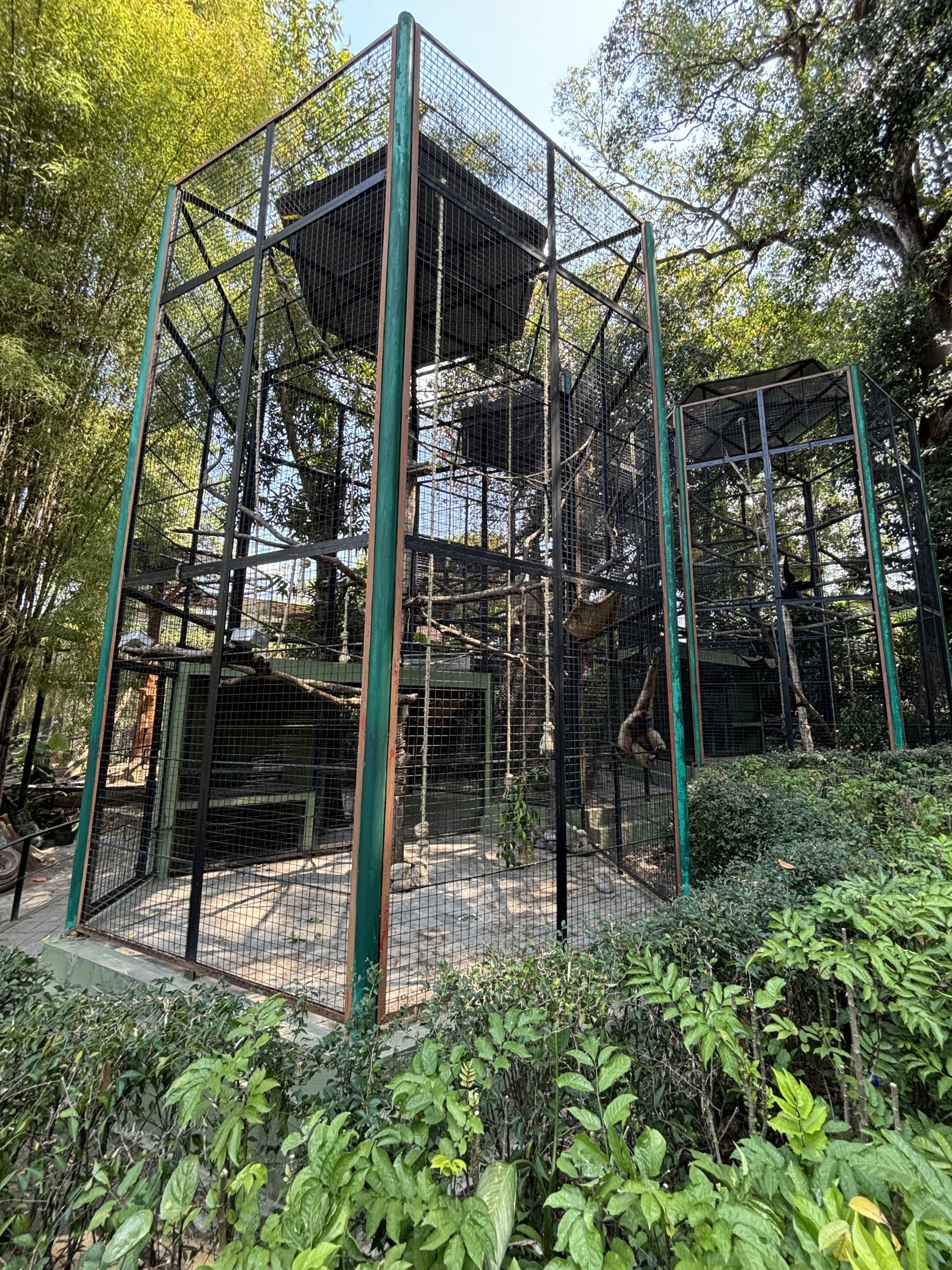 Bornean White-bearded Gibbon + Agile Gibbon Exhibits