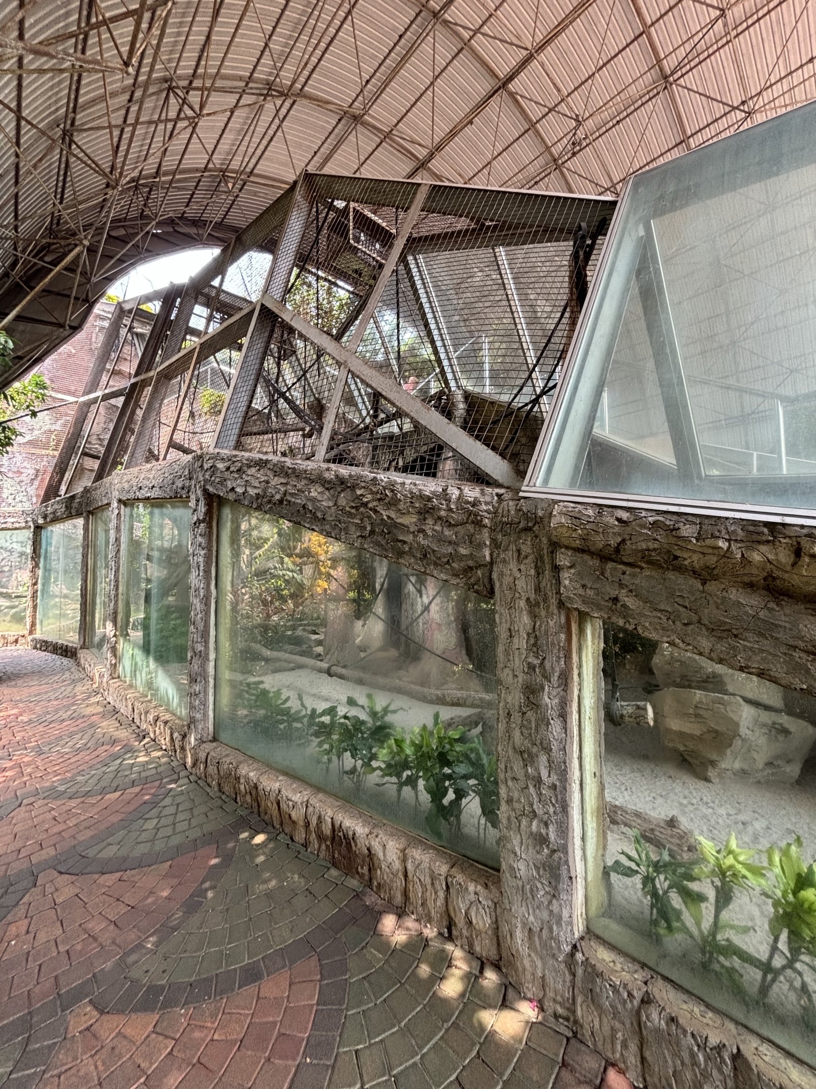 Bornean White-bearded Gibbon Exhibit