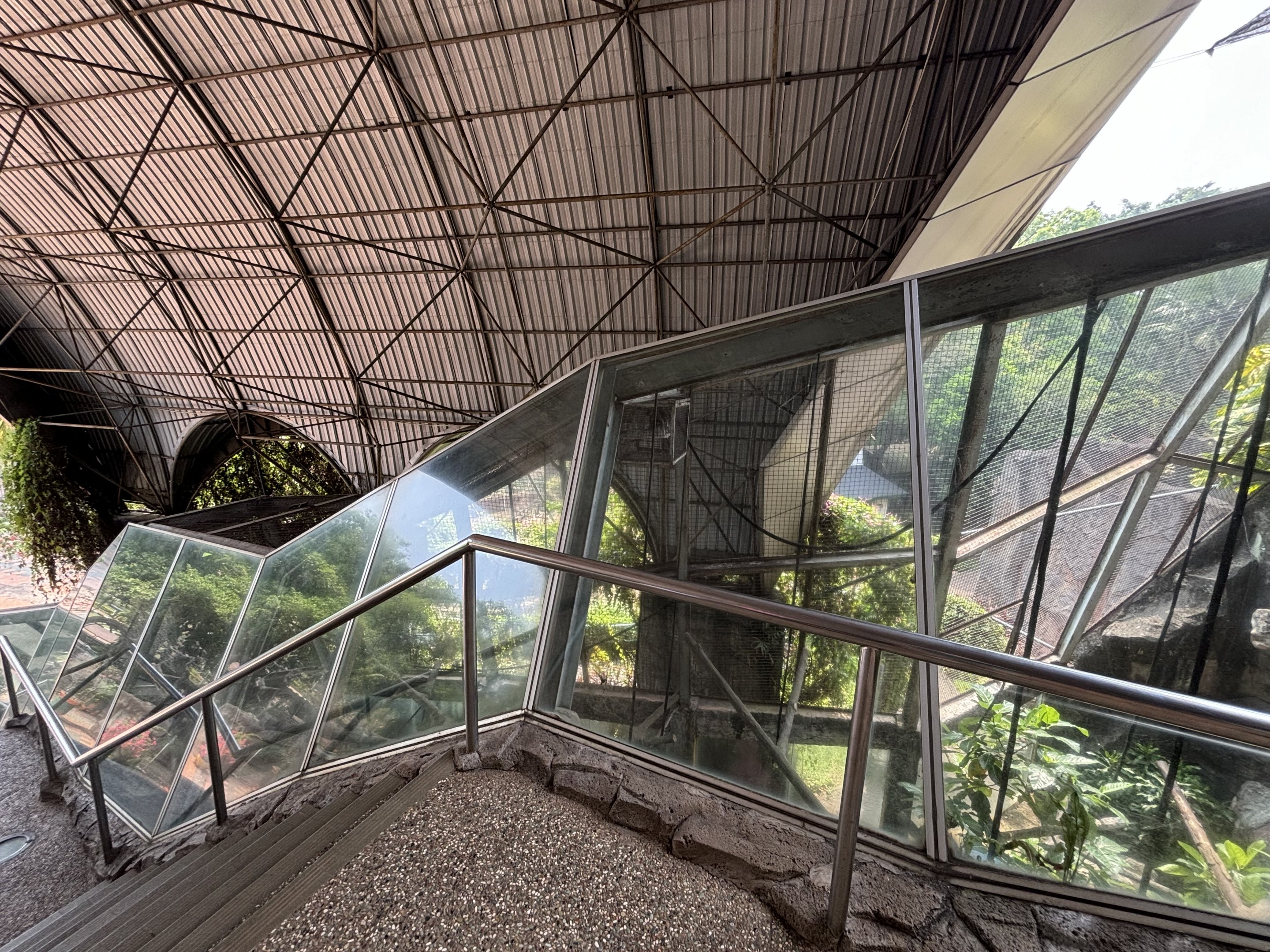 Bornean White-bearded Gibbon Exhibit
