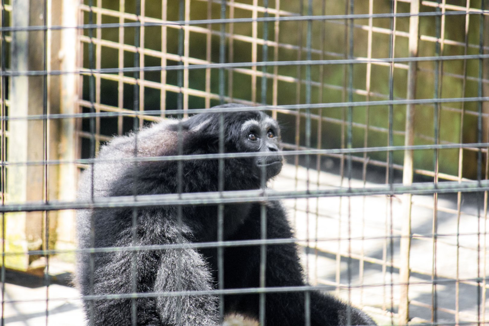 Bornean white-bearded gibbon, Hylobates albibarbis