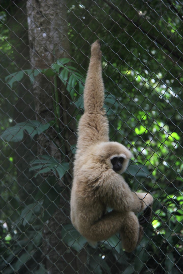 Bornean white-bearded gibbon, (Hylobates albibarbis)