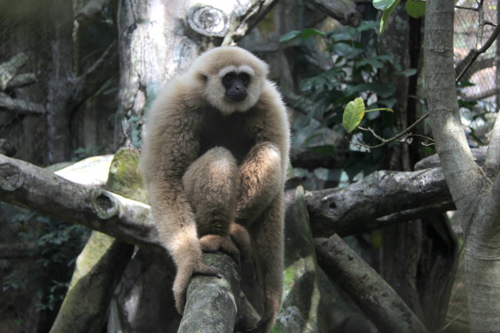 Bornean white-bearded gibbon, (Hylobates albibarbis)