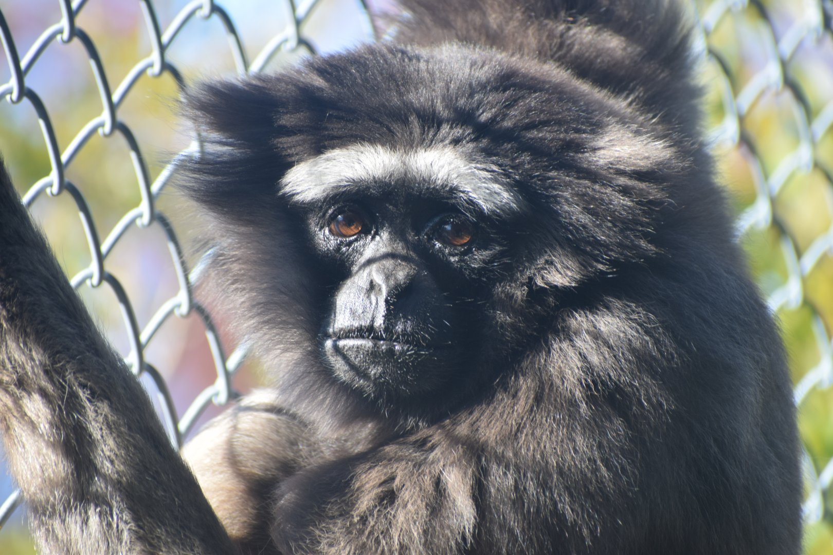 Bornean white-bearded gibbon - Toyohashi Zoo