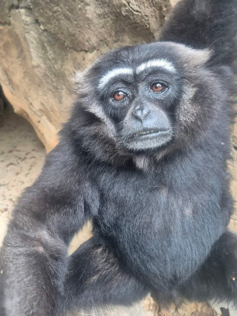 Bornean White-bearded Gibbon