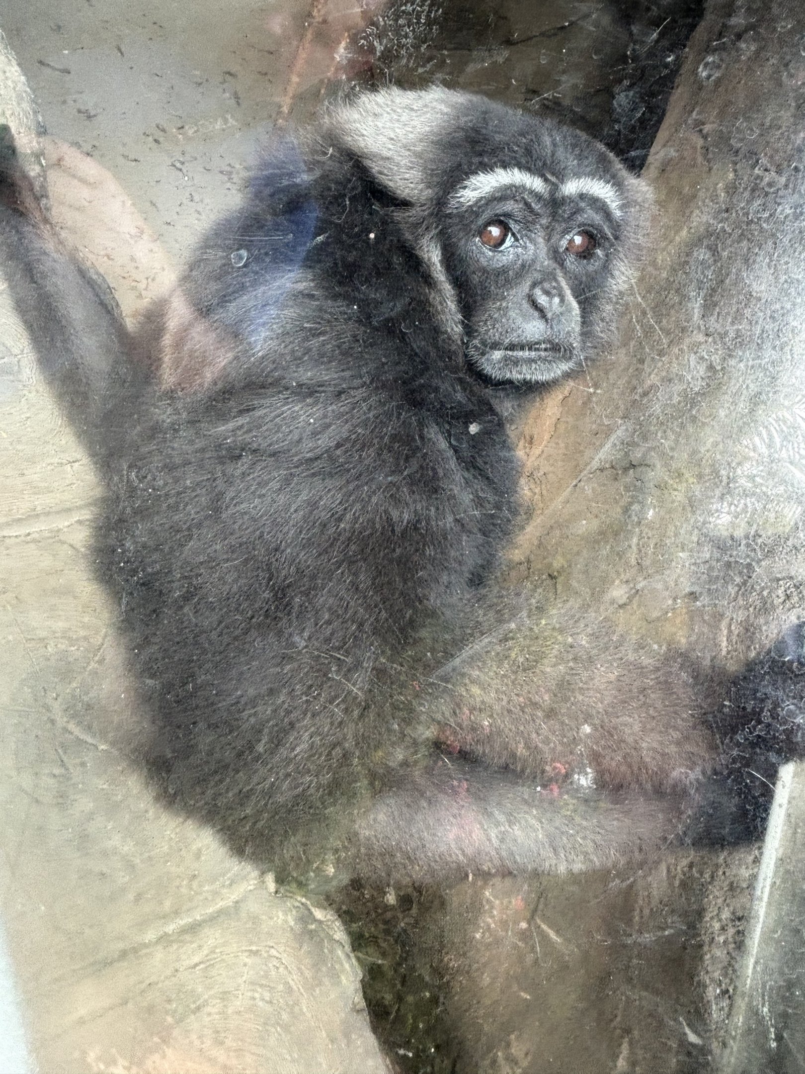 Bornean White-bearded Gibbon