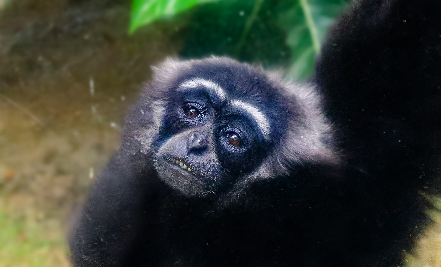 Bornean white-bearded gibbon