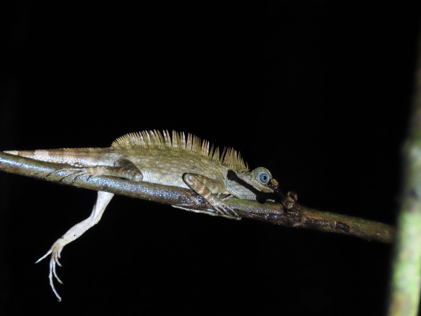 Borneo anglehead lizard (Gonocephalus bornensis)