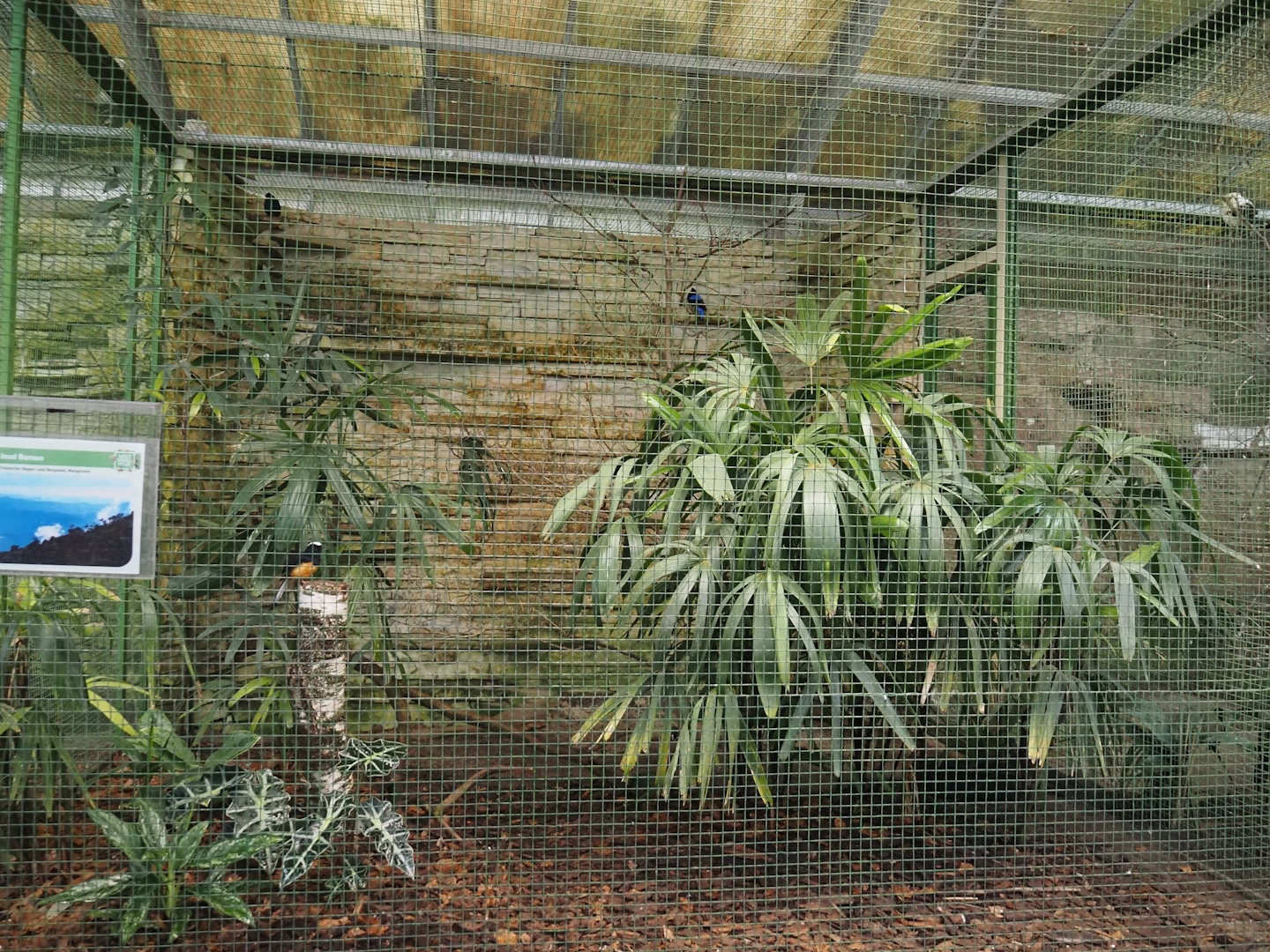 Borneo aviary, 2024-05-22