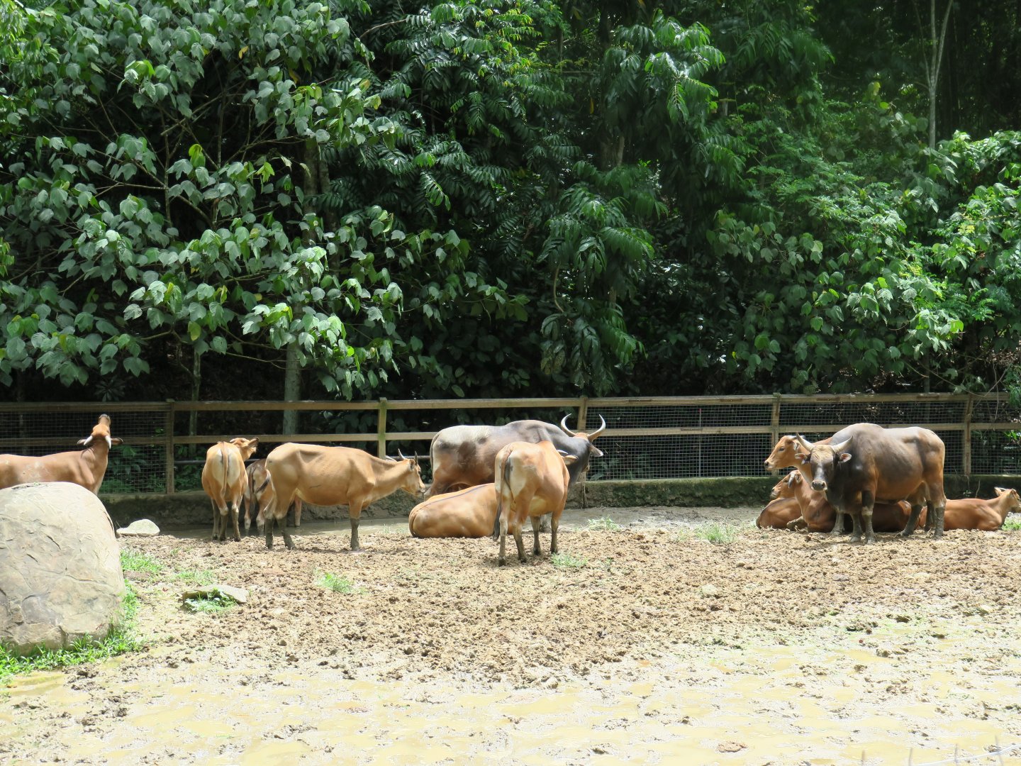 Borneo banteng