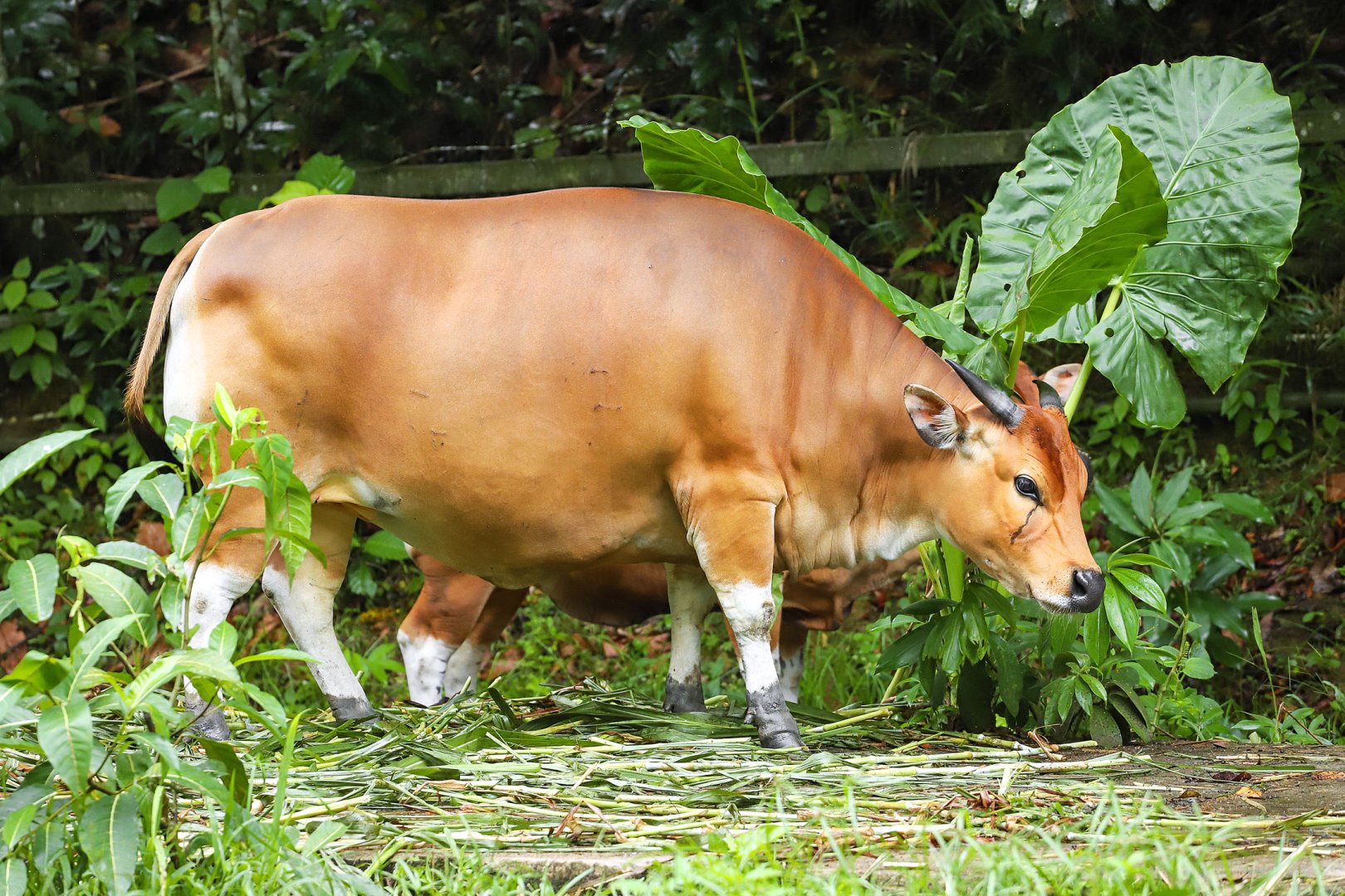 Borneo banteng