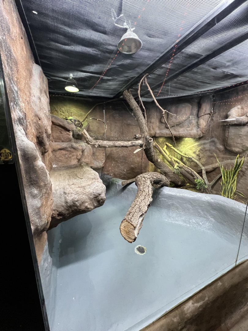 Borneo Bateater Python Exhibit