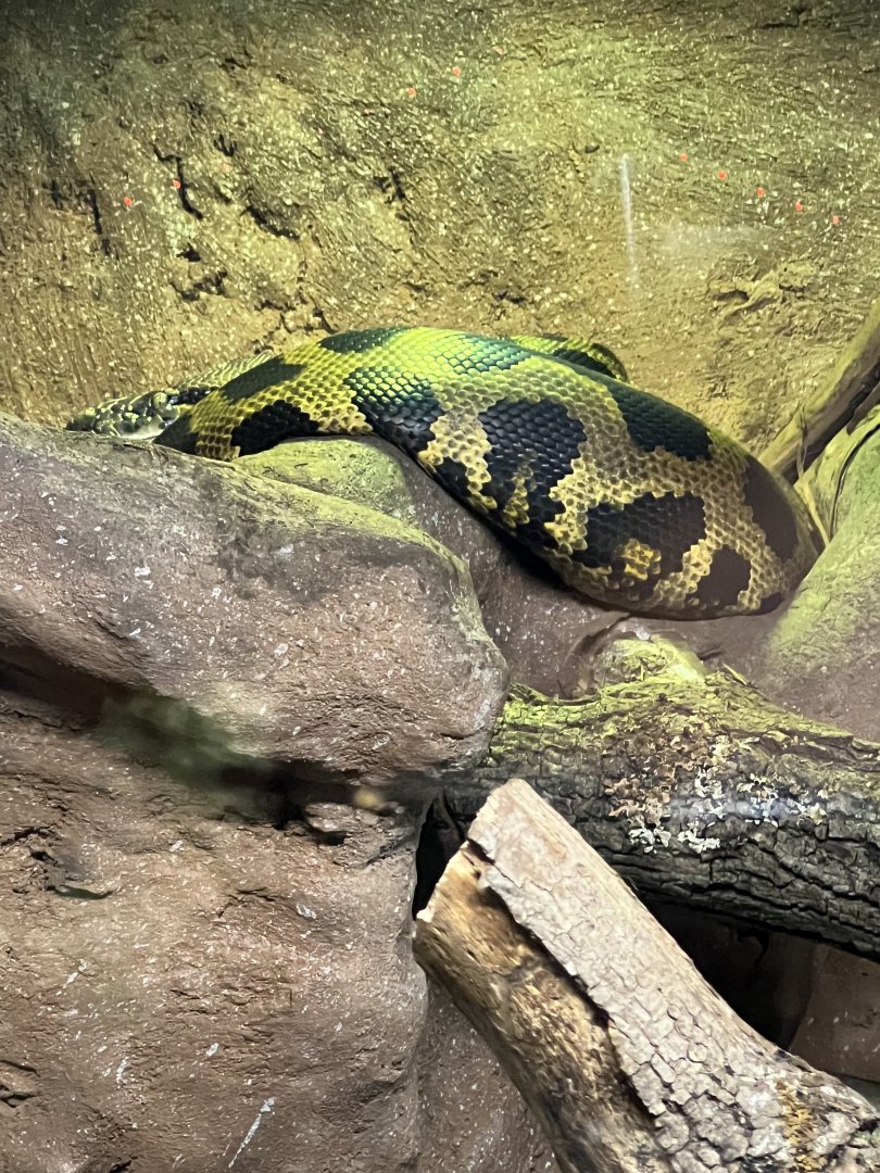 Borneo Bateater Python
