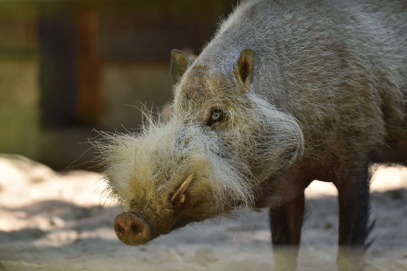 Borneo bearded pig (Sus barbatus barbatus)