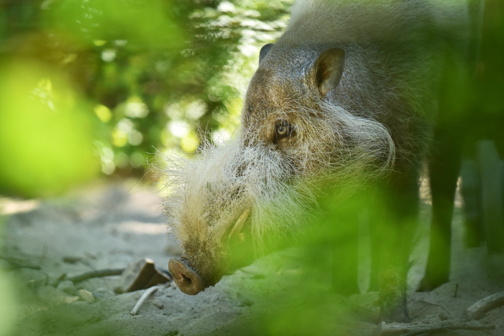 Borneo bearded pig (Sus barbatus barbatus)