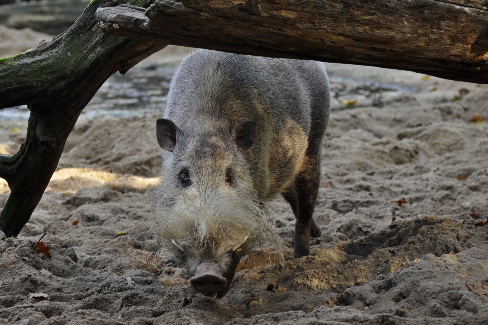 Borneo bearded pig (Sus barbatus barbatus)