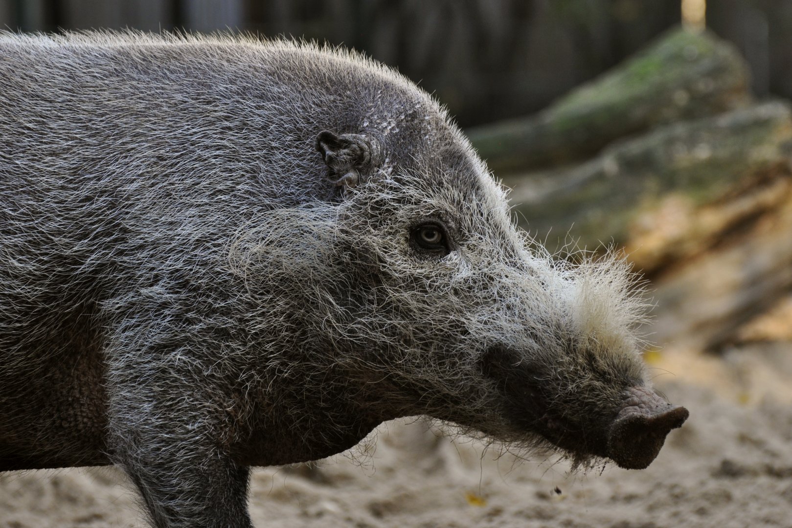 Borneo bearded pig (Sus barbatus barbatus)