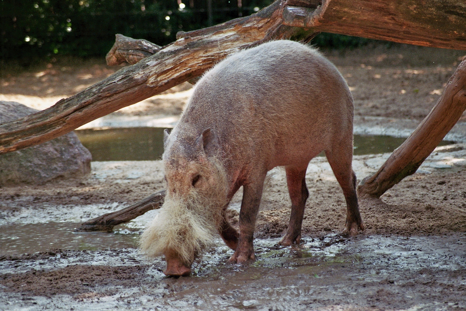 Borneo bearded pig