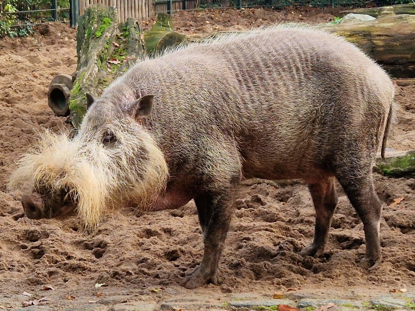 Borneo Bearded Pig