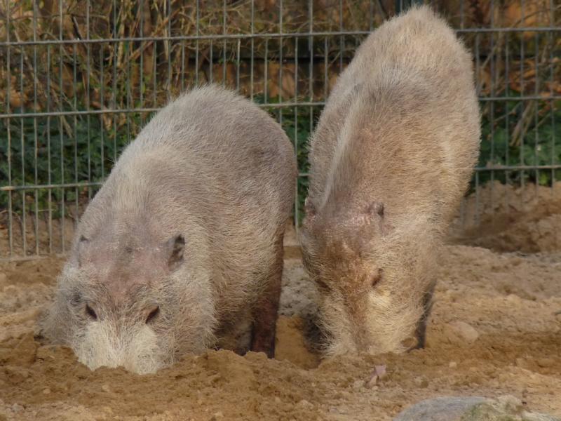 Borneo Bearded Pigs