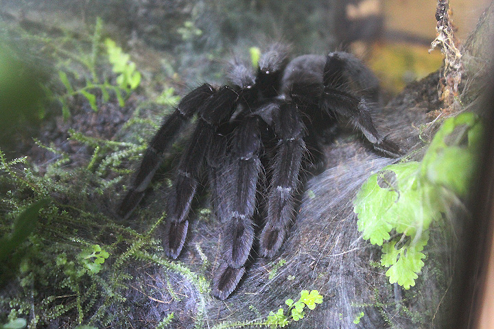 Borneo black tarantula (Phormingochilus arboricola) - Animalium BRIN