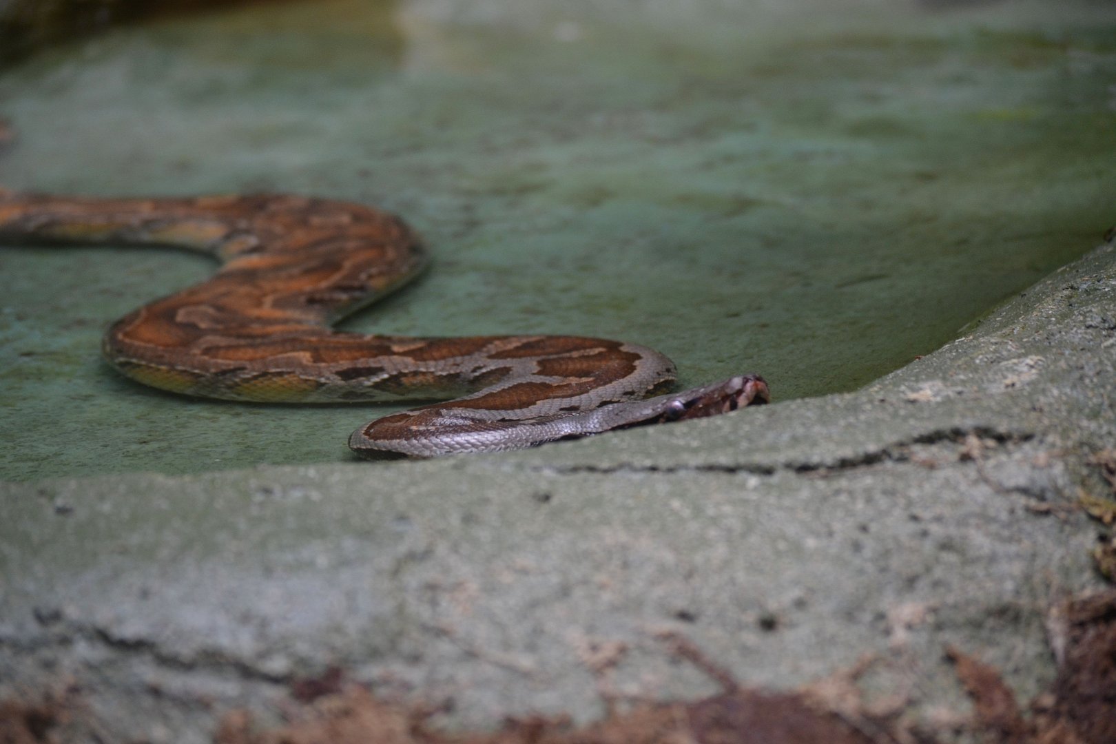 Borneo Blood Python - June 2016