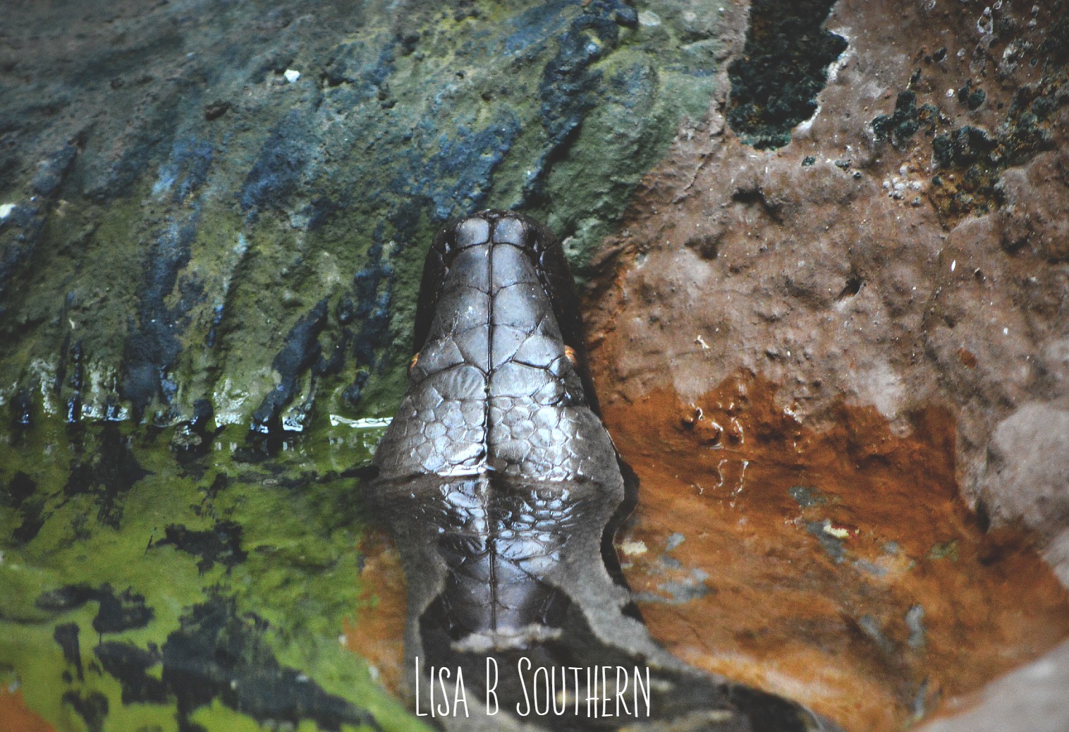 Borneo Bloody Python