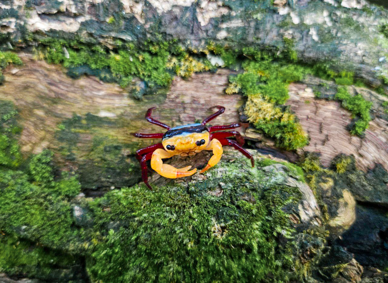 Borneo Blue Panda Crab (Lepidothelphusa menneri)