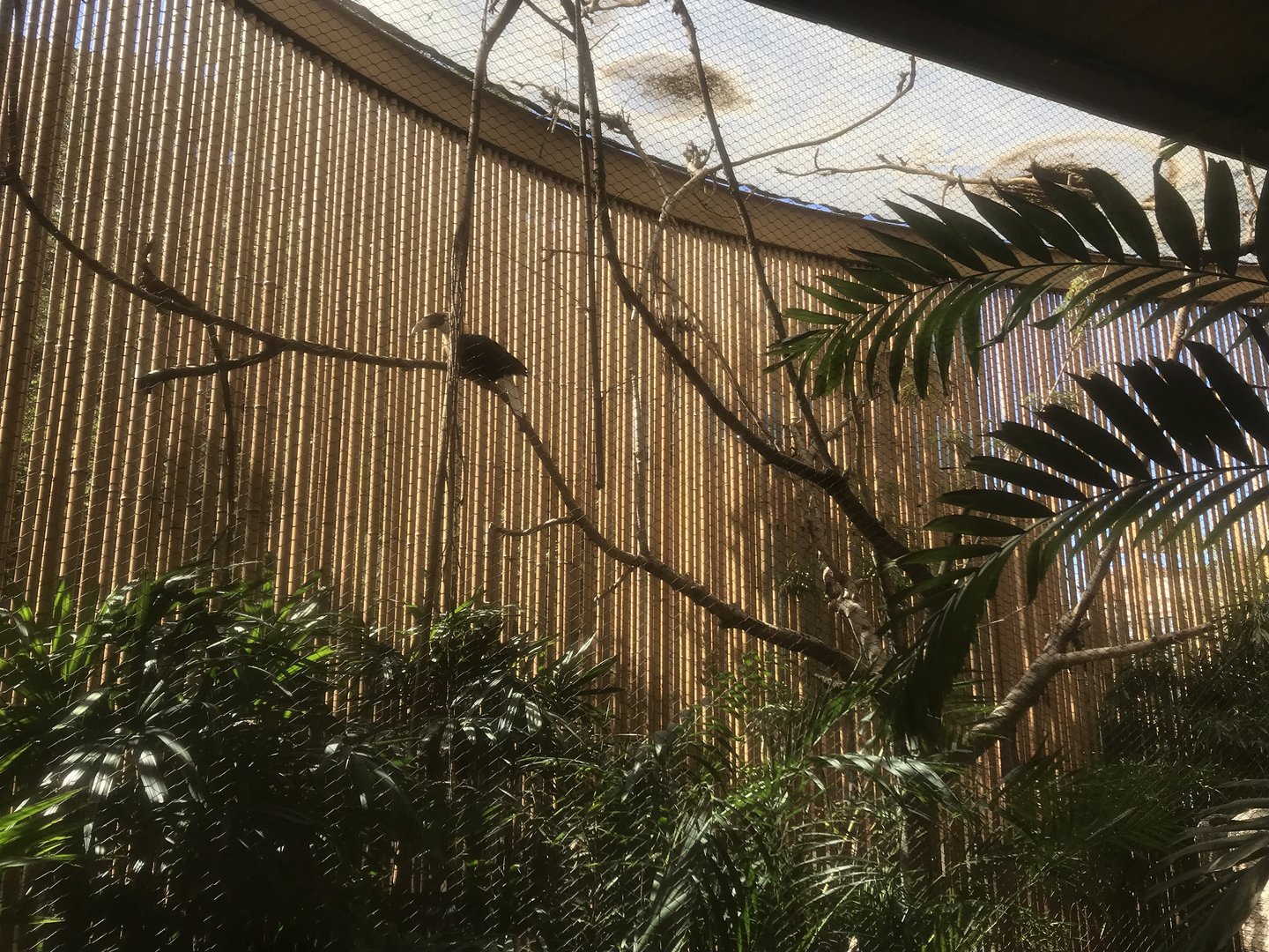 Borneo - Blyth’s Hornbill/Western Crowned Pigeon Exhibit