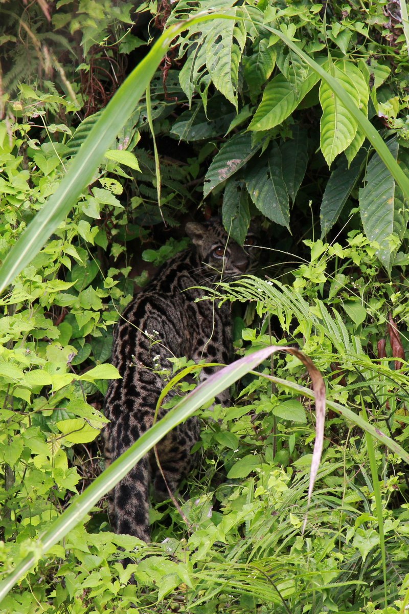 Borneo Clouded Leopard