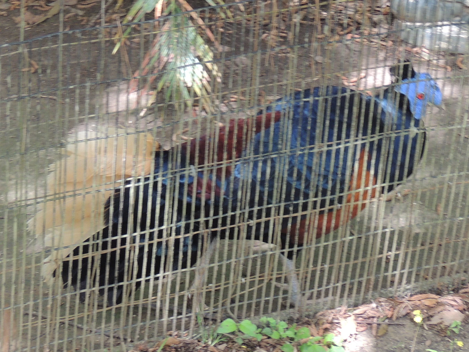 Borneo Creasted Fireback