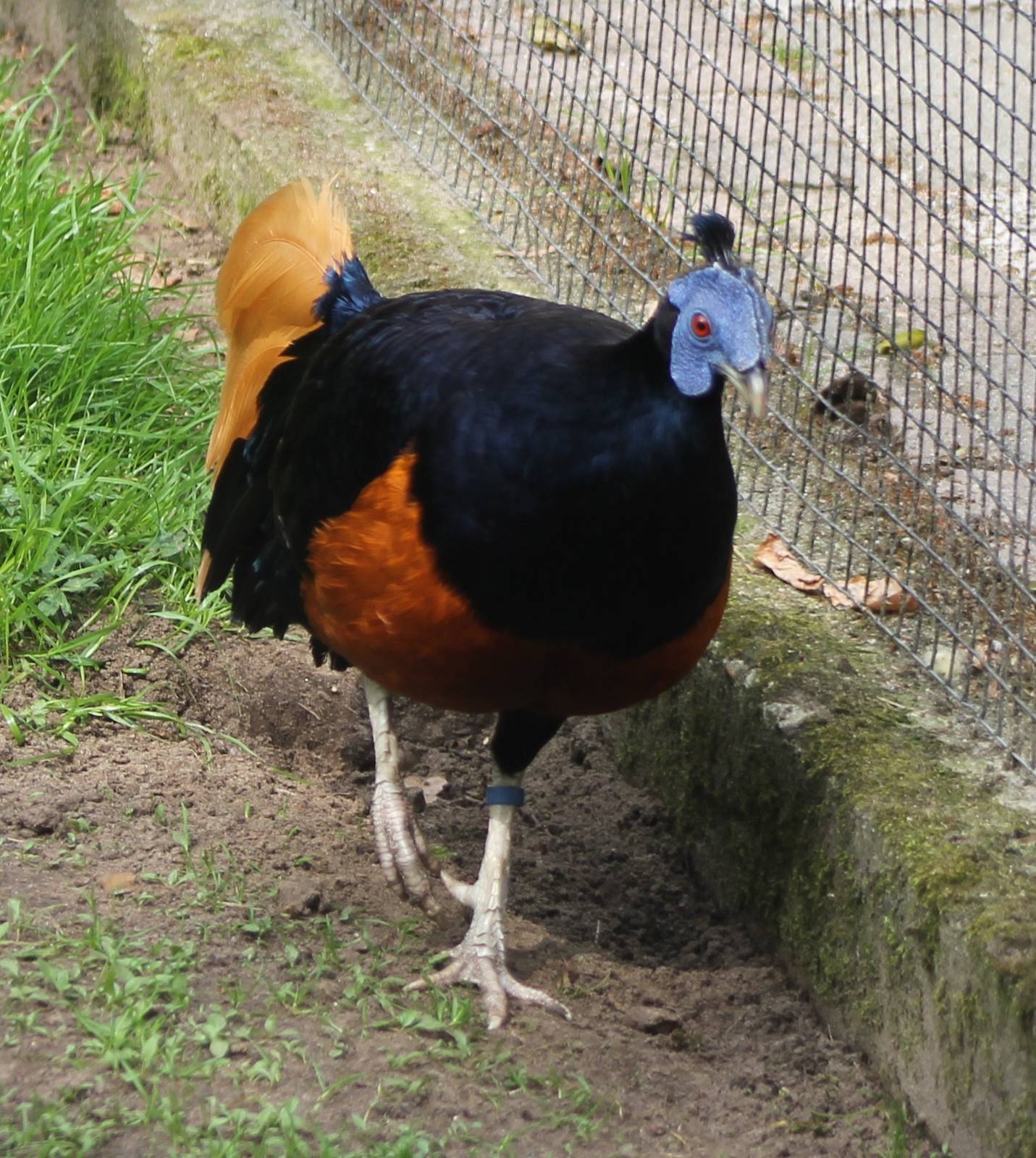 Borneo crested fireback male