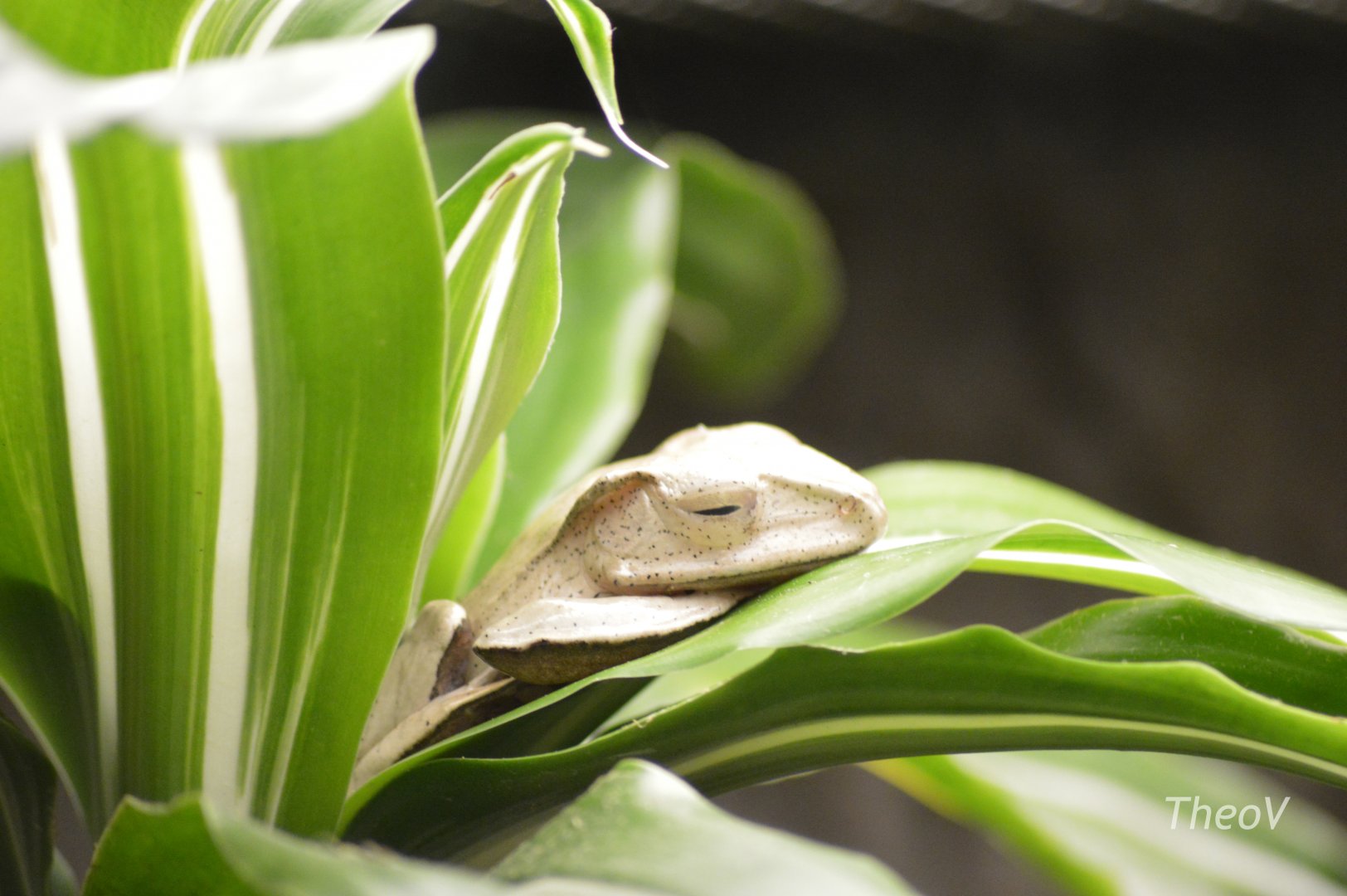 Borneo eared frog [2017]