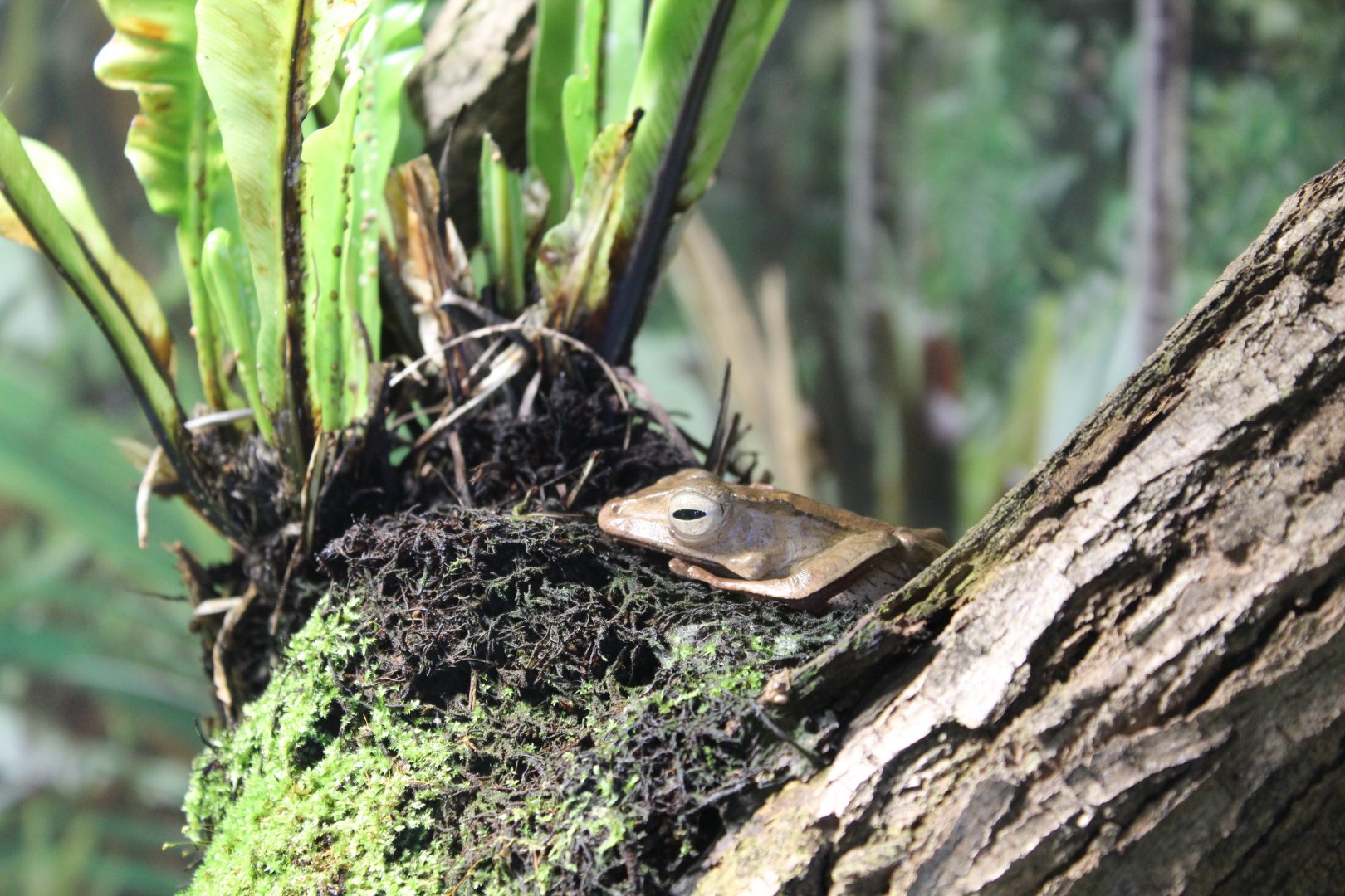Borneo Eared Frog - July 2019