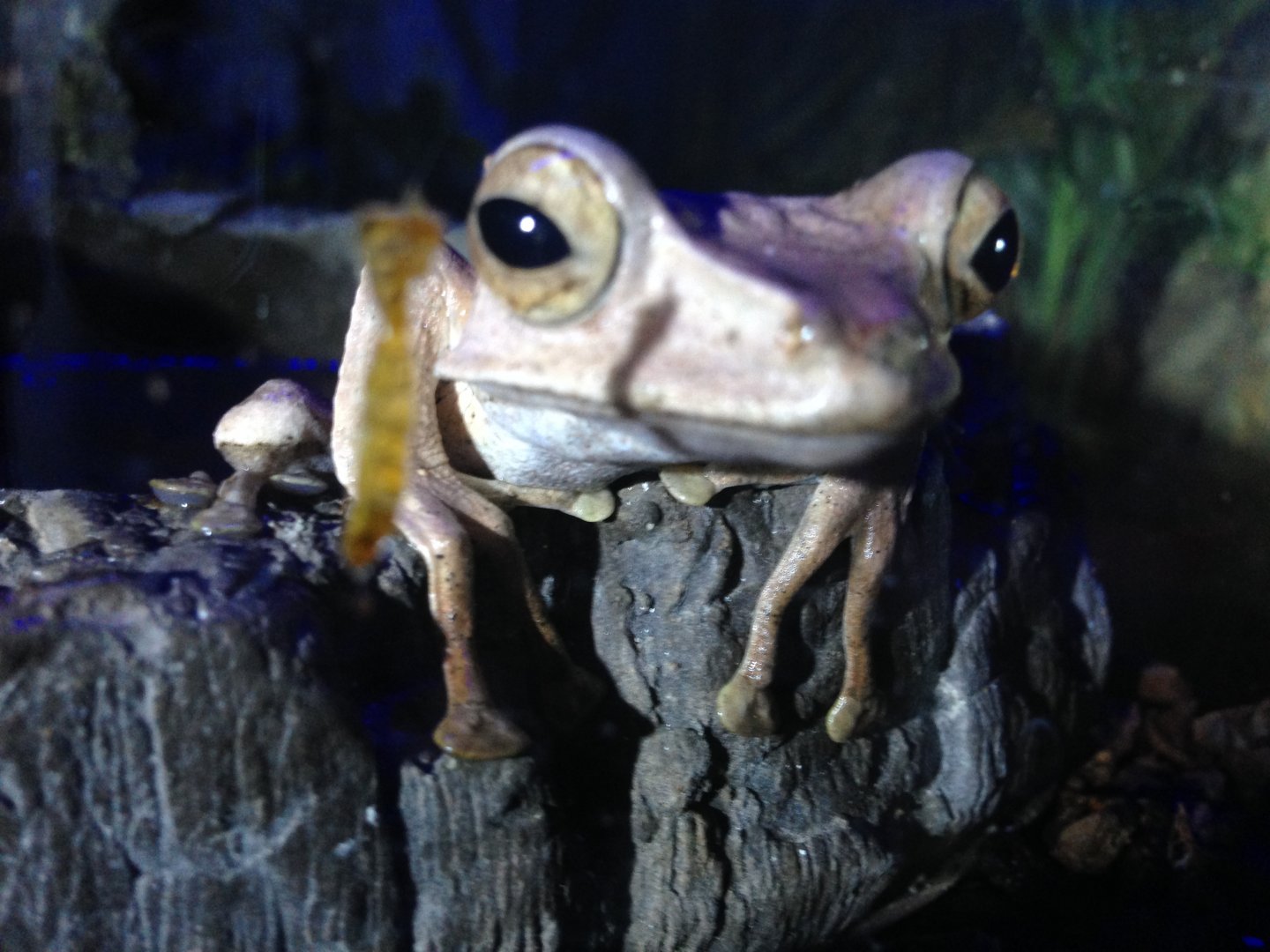 Borneo Eared Frog - (Polypedates Otilophus)