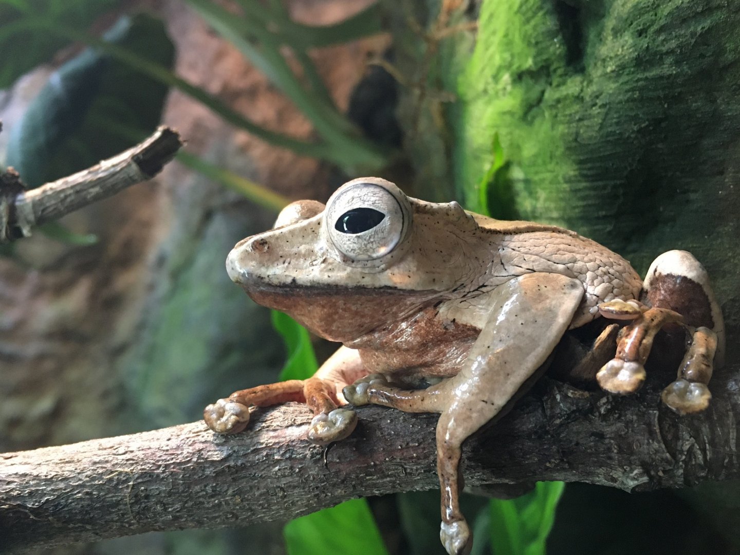 Borneo Eared Frog (Polypedates otilophus)