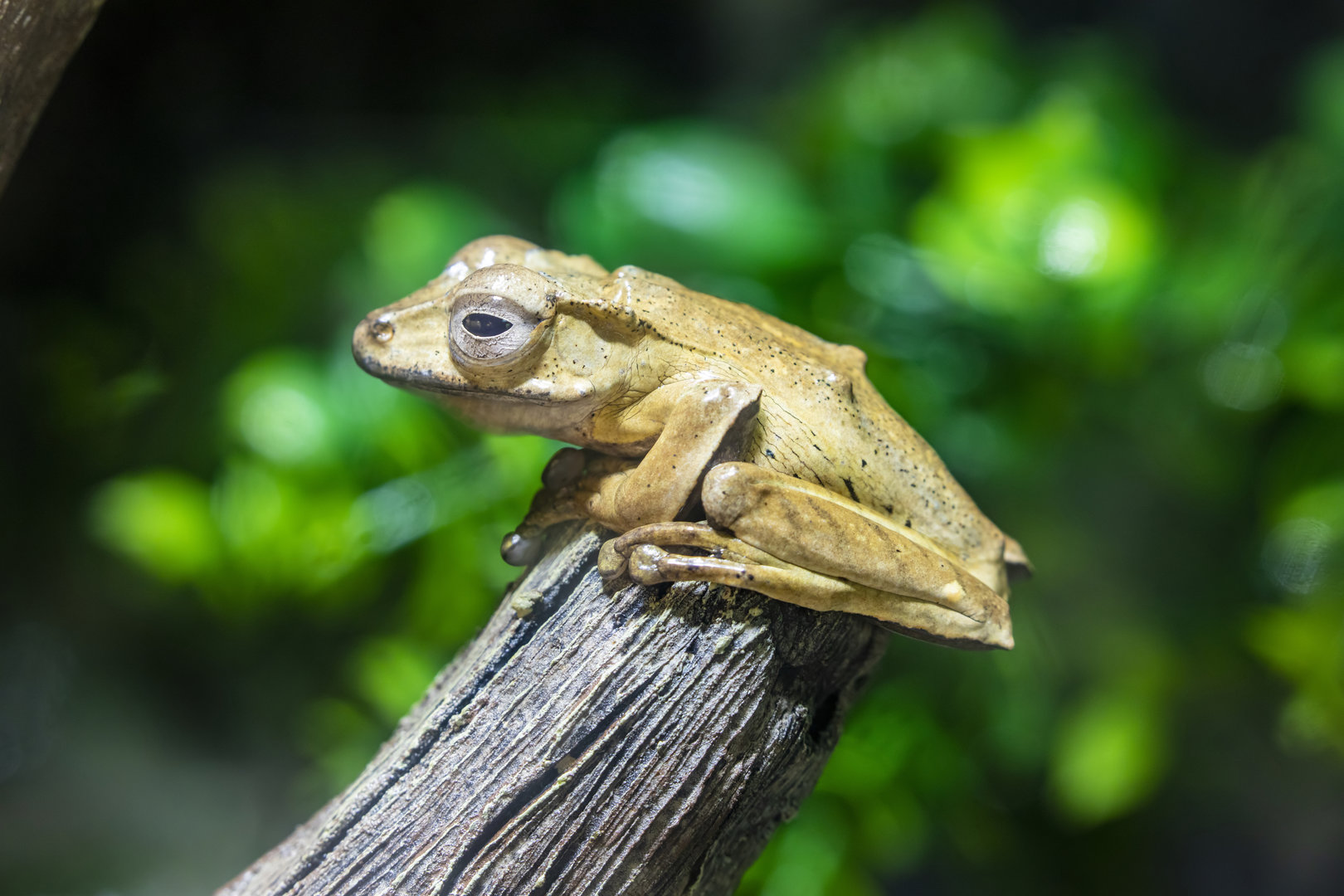 Borneo eared frog (Polypedates otilophus)