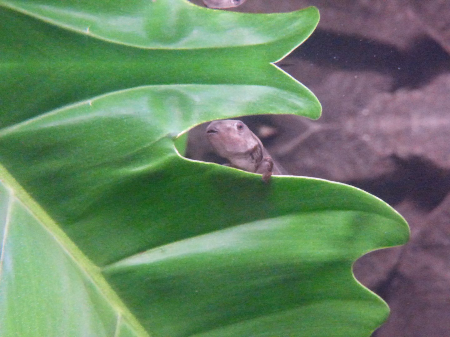 Borneo Eared Frog Tadpole