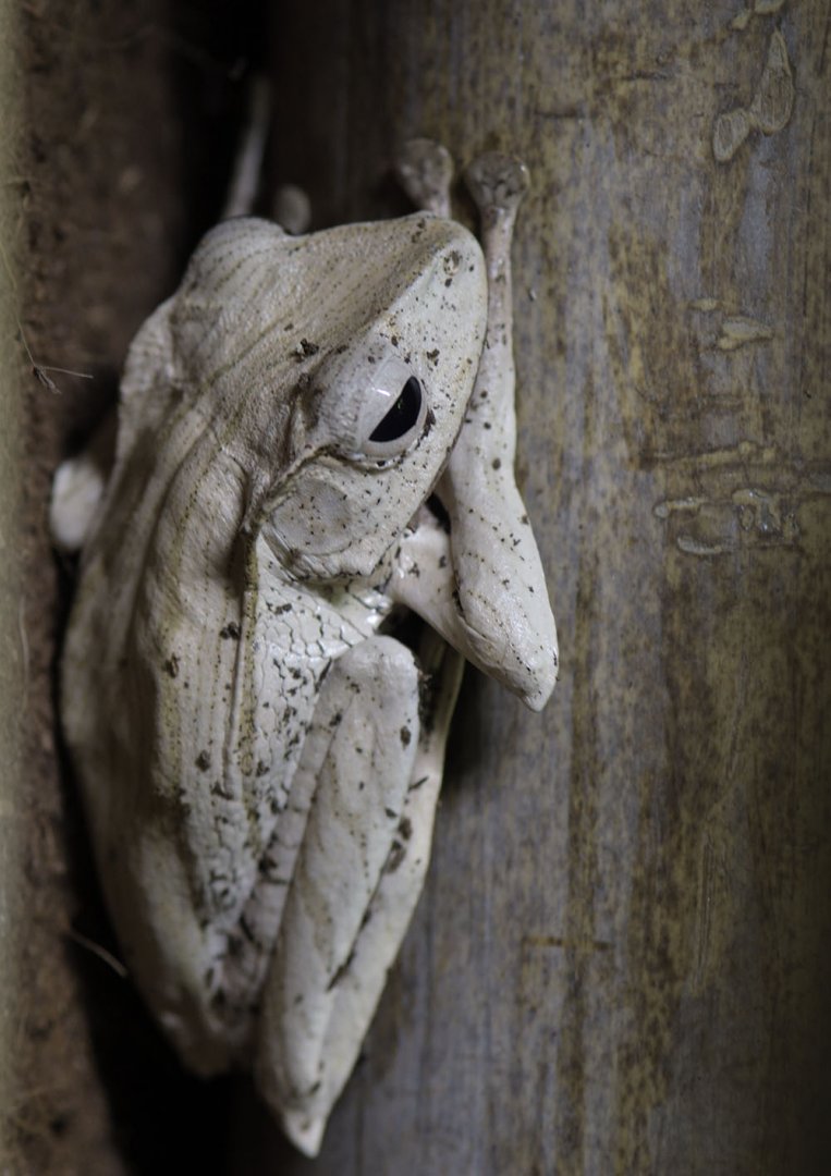 Borneo eared frog