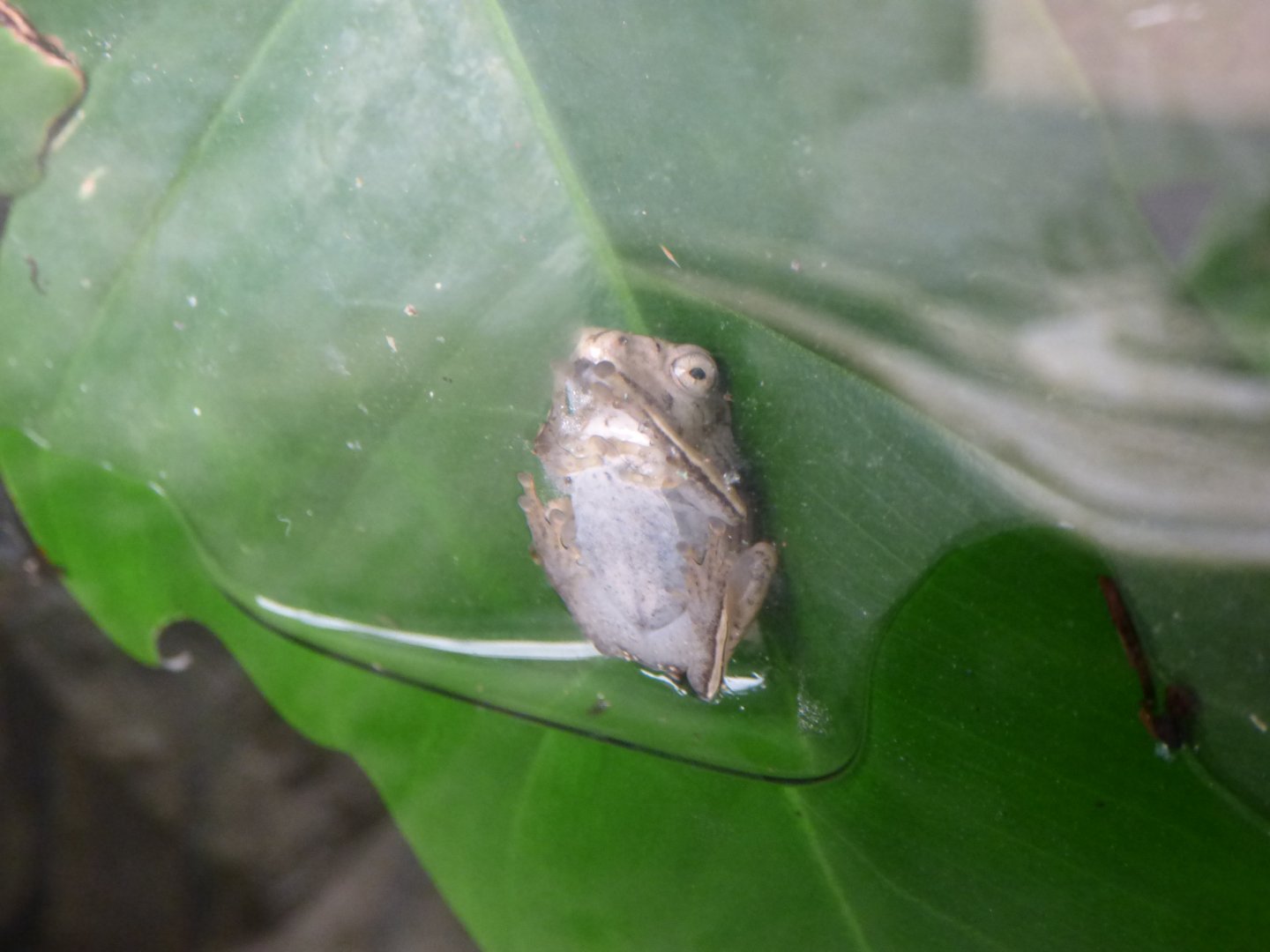 Borneo Eared Frog